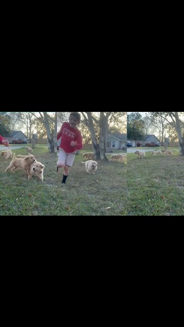 many Cute Dogs 🐕 And Small Boy Running Funny Video|Cute Dogs funny video|Small Boy Trends Cute Dogs