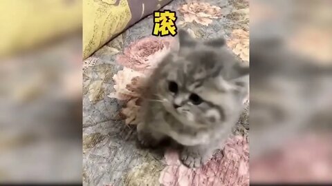 Baby Cats - Cute and Funny Cat Videos Compilation