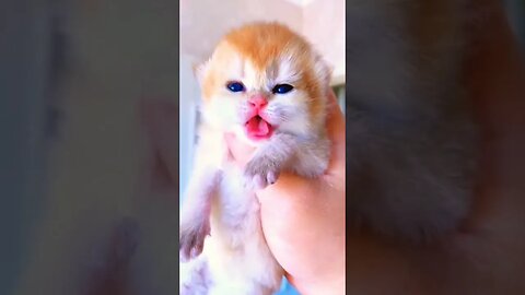 Baby cat sound #shorts #youtubeshorts #viralshorts #cat