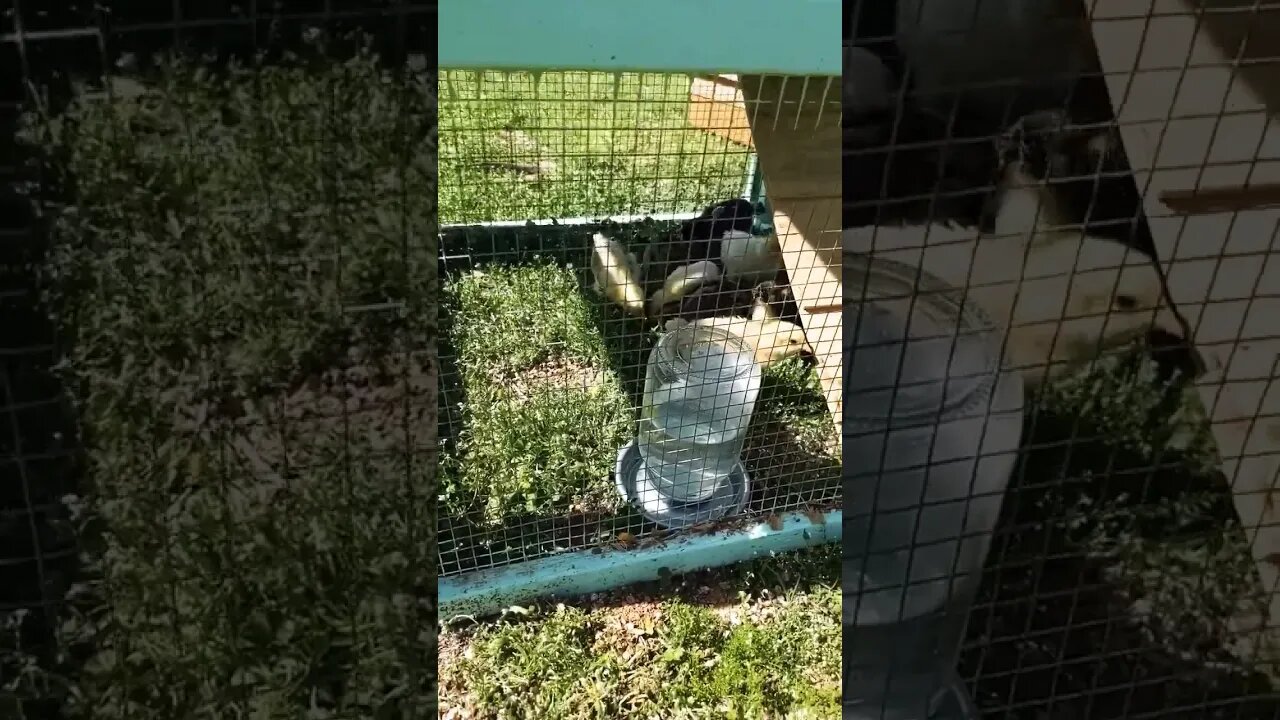 Einsteins chicks #einsteinsbackyard #pitbulls #chickens #chicks #outdoors #shortvideo #dog #shorts