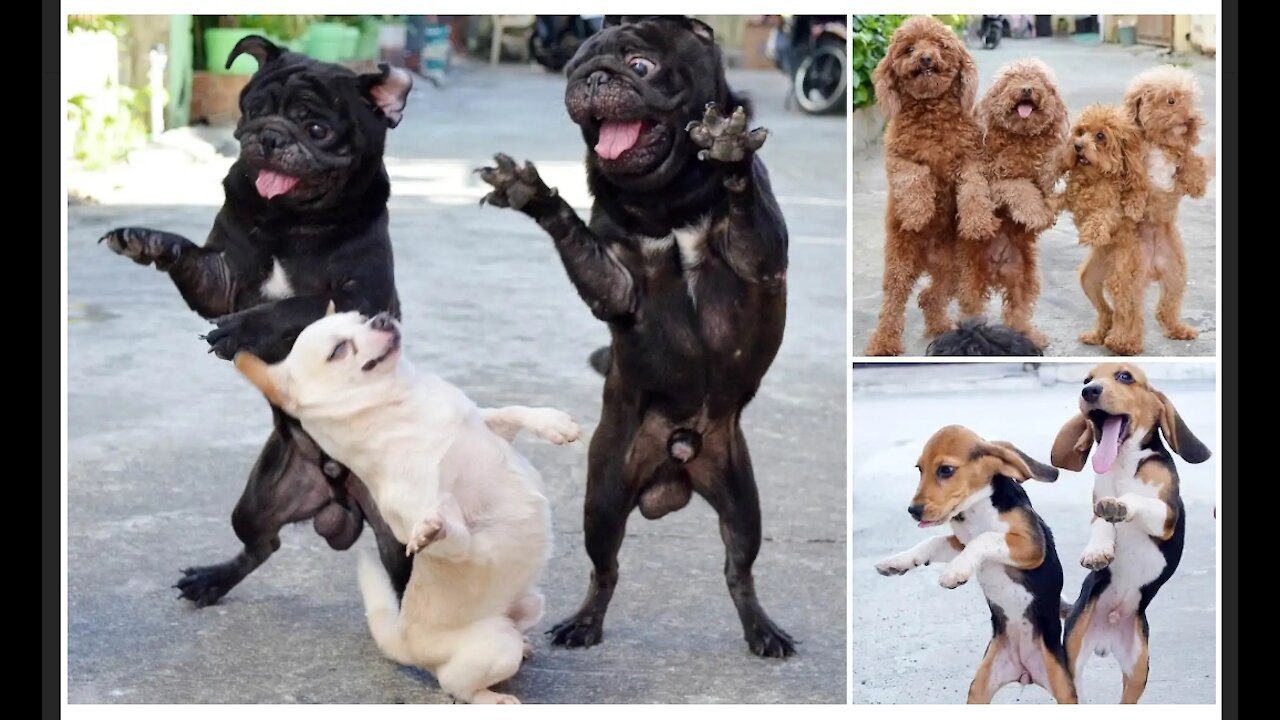 Funny Animal Dancing // Dog dancing