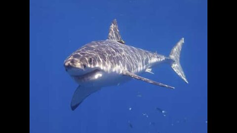 Tubarão-branco gigante assusta pescadores