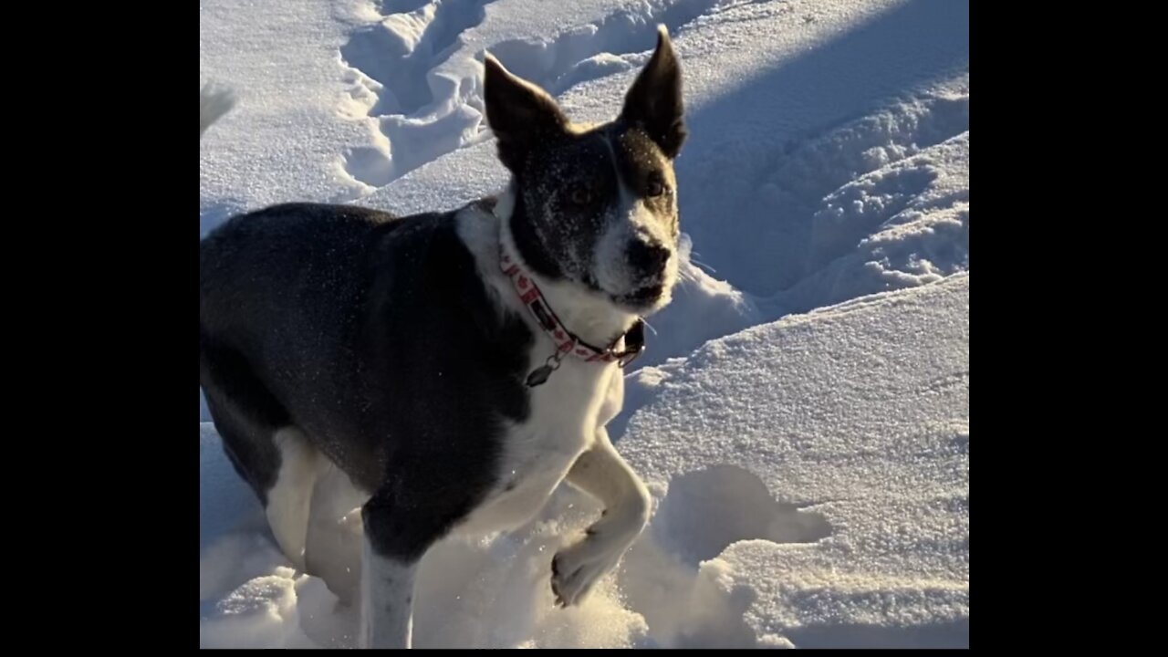 Puppy snow day after Calgary snowfall.