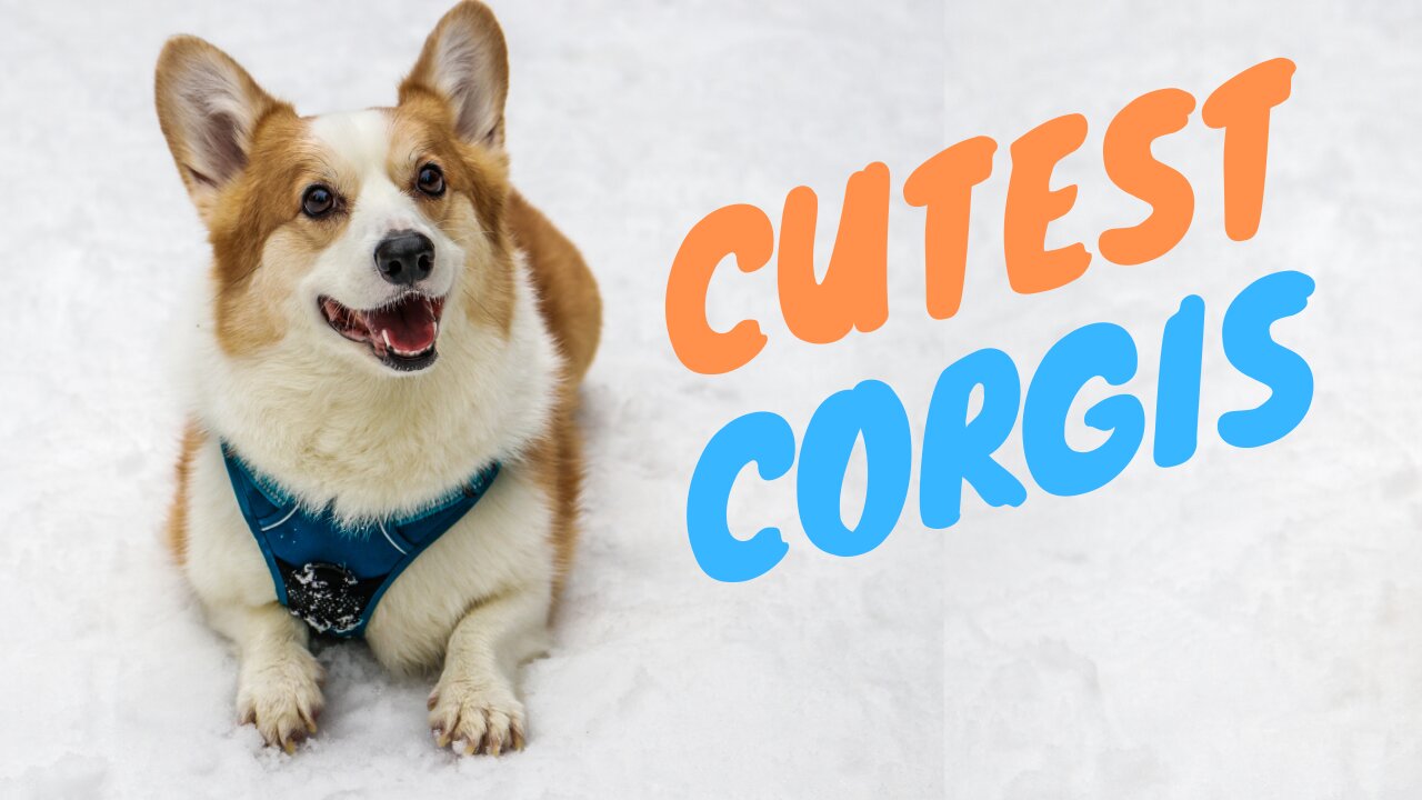 Corgi CUTEST Compilation