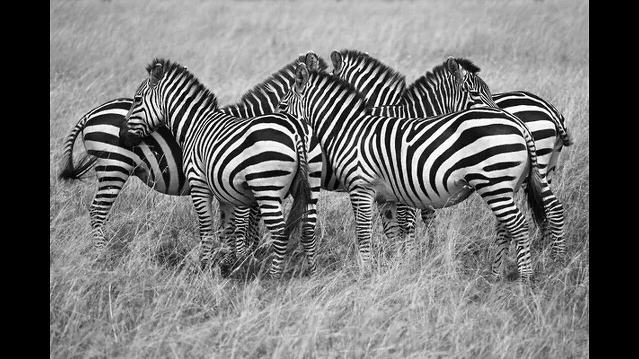 ZebraStripes #SafariSpotting #Nature'sPatterns #ZebraWorld #SafariAdventures #ZebraMagic