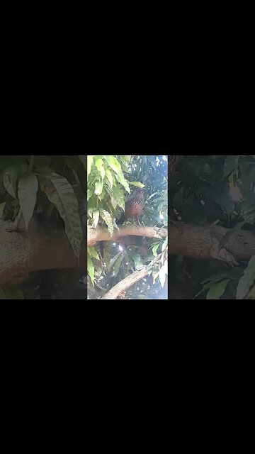 Jacu em cima da árvore Jacuaçu em busca de comida