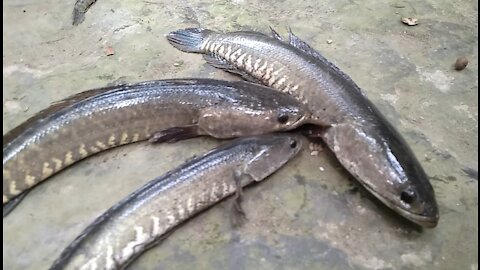 Beautiful view of fish and baby