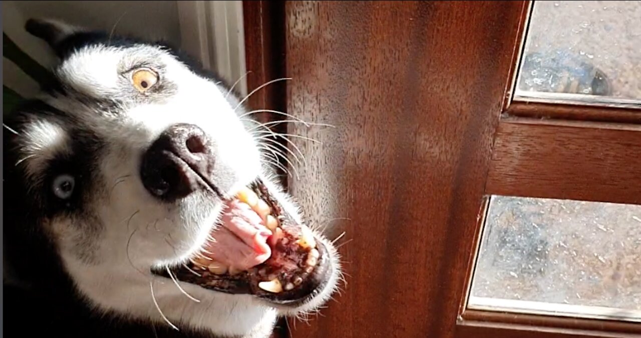 Husky SCREAMS for mom to open the door!