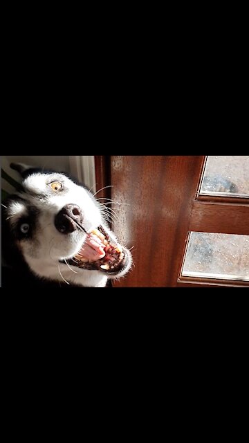 Husky SCREAMS for mom to open the door!