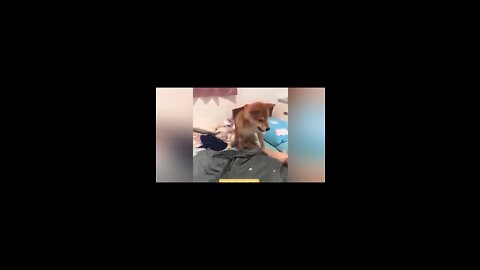funny videos compilation #creative commons