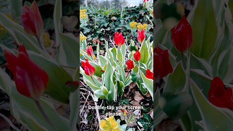 Spring Blossoms at TBG ❤️🌸🍀🇨🇦