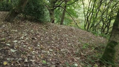 Stroll Through the Woods