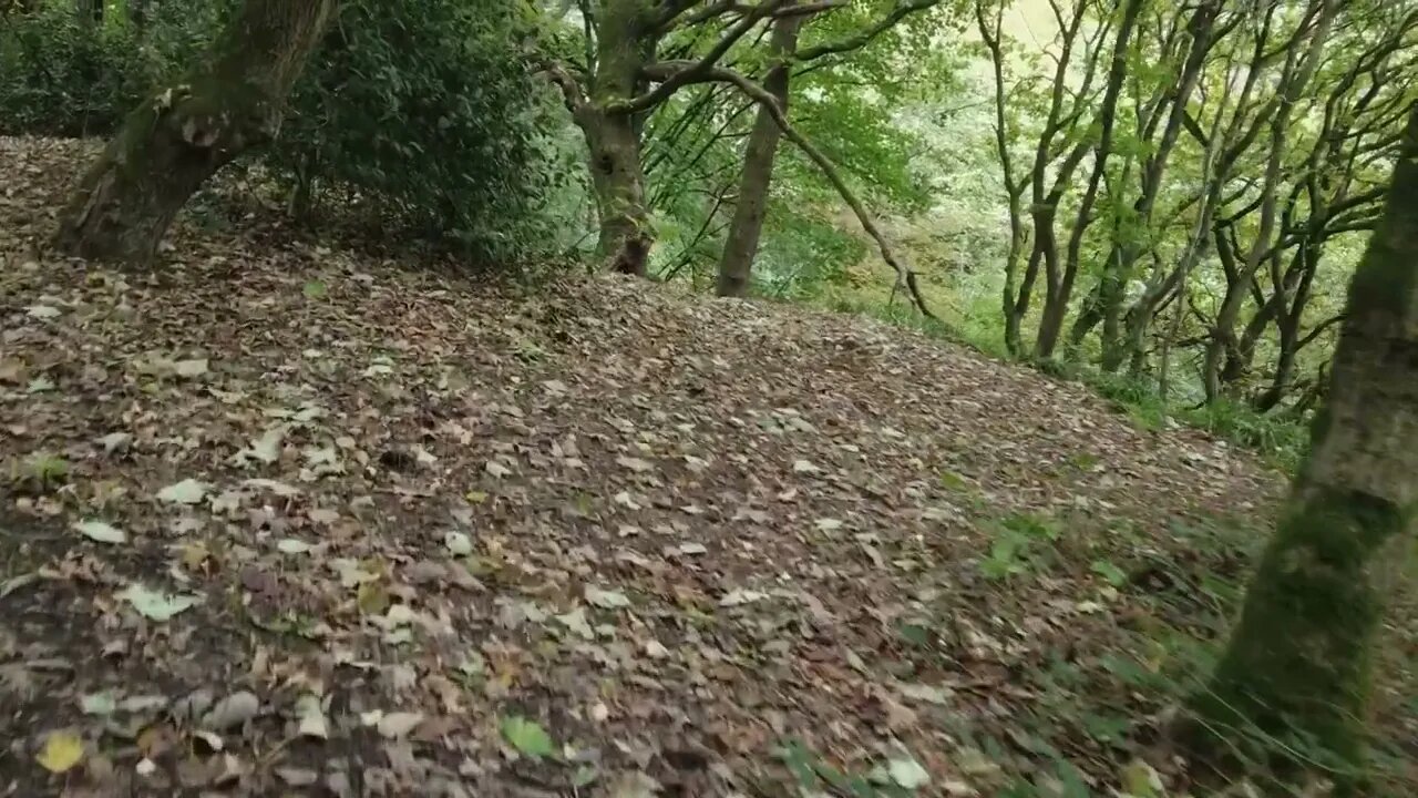 Stroll Through the Woods