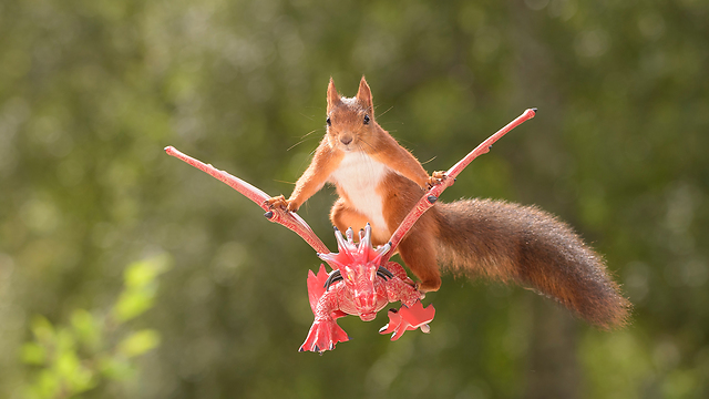 Squirrels playing the Game of Thrones