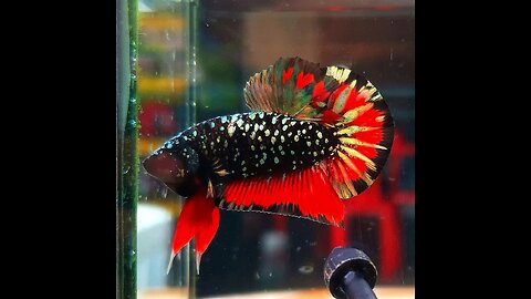 Bettafish black vampir galaxy