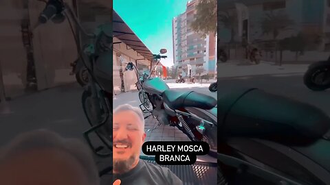 Harley Davidson Mosca Branca