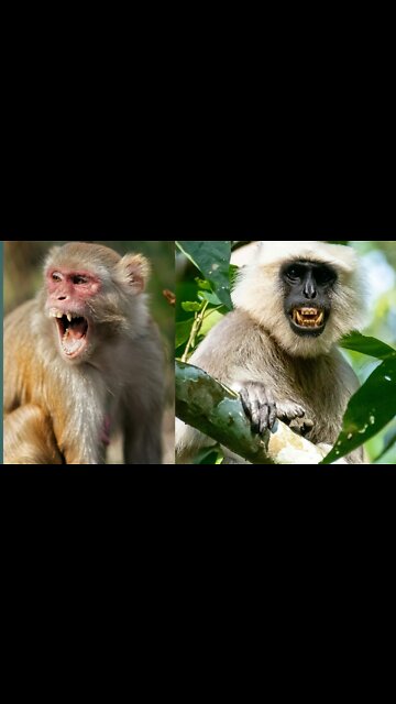 Hanuman and man fight viral video.