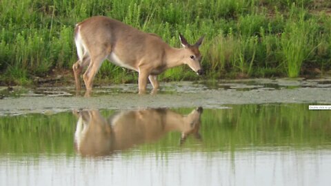 Deer loves to eat Pond Weeds!