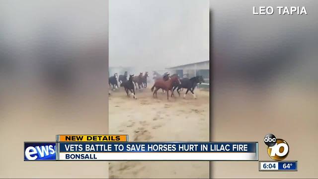 Horse injured in Lilac Fire undergoing treatment