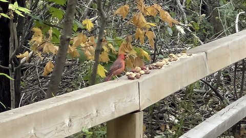 Speedy Male Cardinal