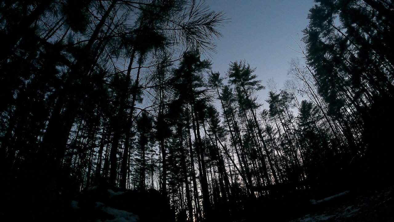 Lonely forest time lapse from day to night