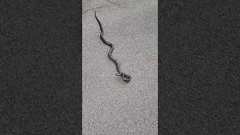 Snake bit me .....jk helping it off the road #homestead #farm