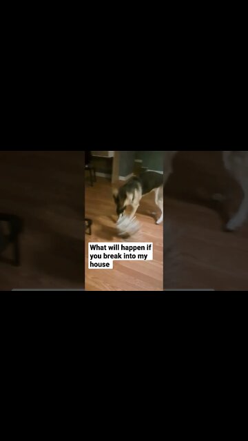 Burglars Beware: Guard Dog On Duty #shorts #doggo #dogmeme #shepsky