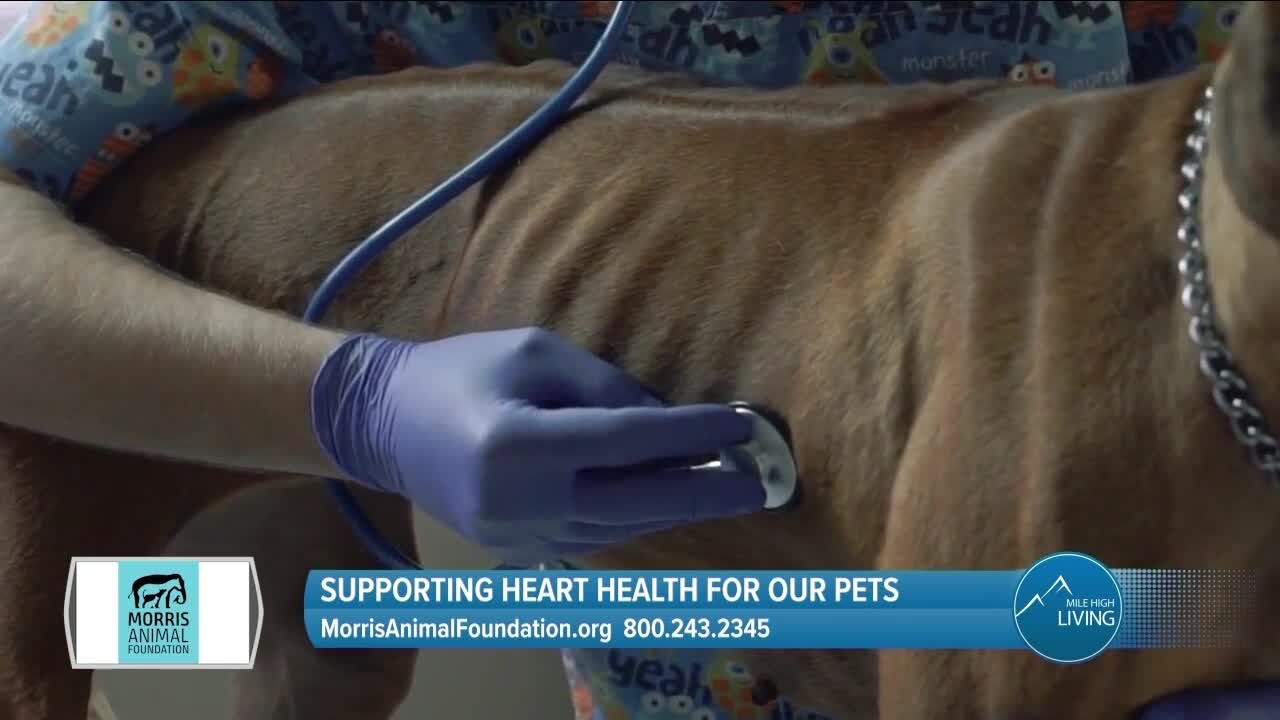 Support Animal Well-Being // Morris Animal Foundation