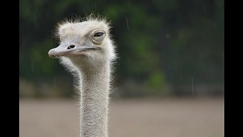 _ OSTRICH _ _ Animals _ All Things