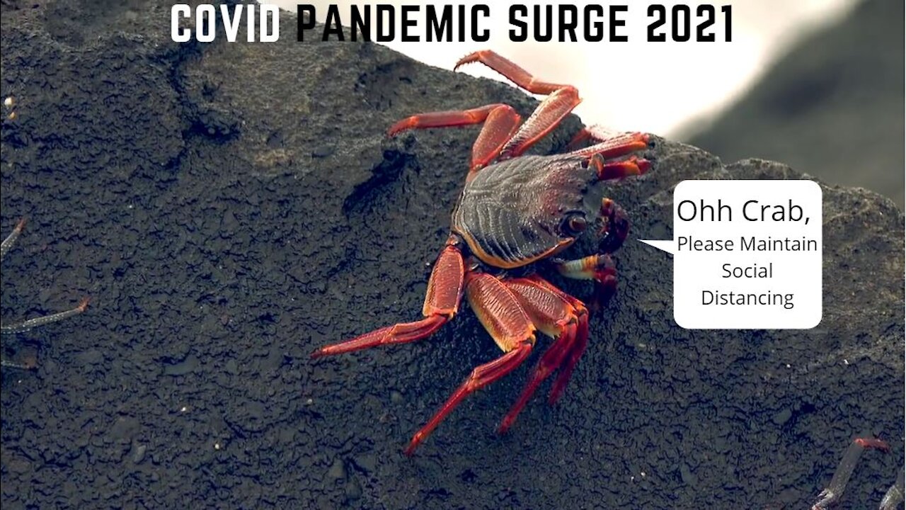 Message from CRABS to Humans - Covid Pandemic Surge