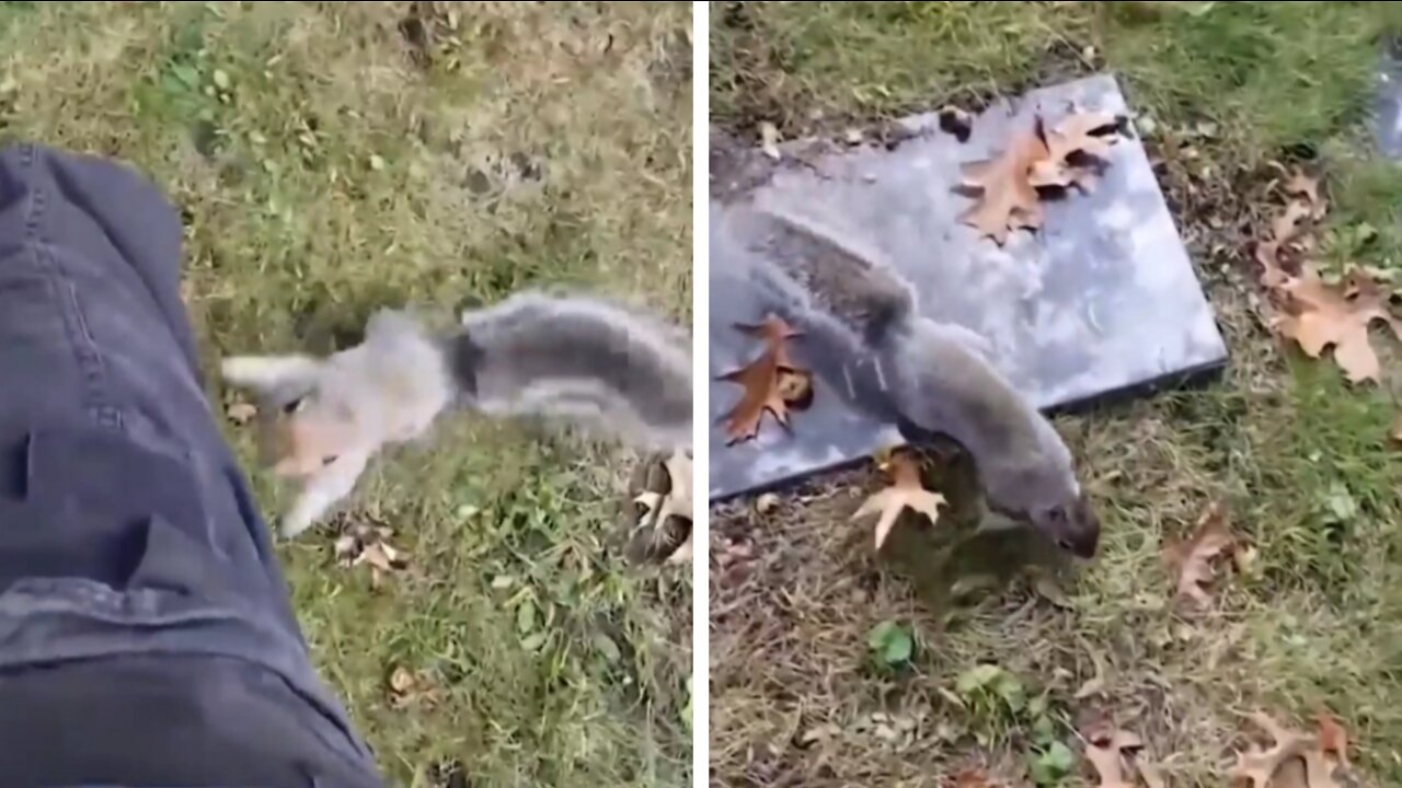 Squirrel climbs over man | Funny video !
