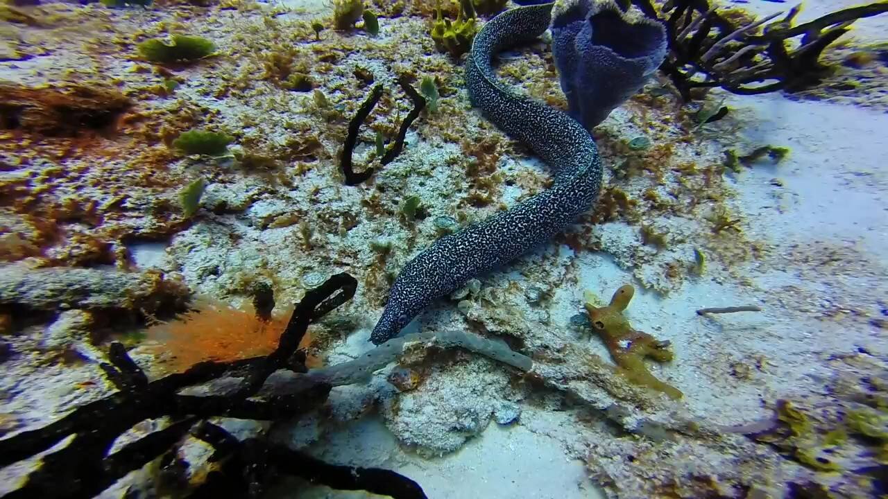 Las anguilas están cazando peces.