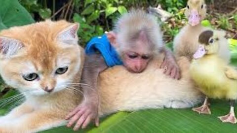 CATS AND MONKEY FUNNY VIDEO 2021