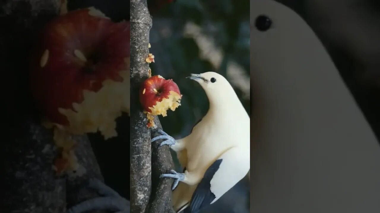 NO REINO DOS ANIMAIS.