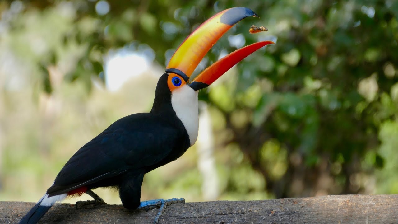 Toco Toucan amazing birds in the world | Toco Toucan Birds Adaptation