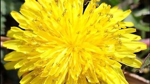 Harvesting Dandelions for Tea