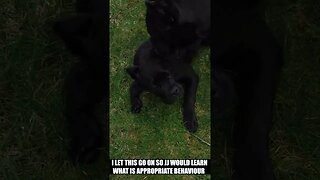 Relentless PUPPY Gets CORRECTED By ALPHA #SHORTS #VIRAL #canecorso #dog