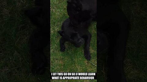 Relentless PUPPY Gets CORRECTED By ALPHA #SHORTS #VIRAL #canecorso #dog