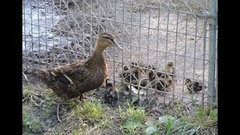 New Additions To Grumpy Acres