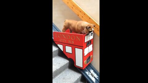 🥰😍Cute Dog Takes The London City Bus | Just For Laugh😁😂🤣🐕‍🦺