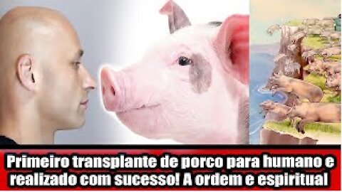 Primeiro transplante de porco para humano e realizado com sucesso! A ordem e espiritual