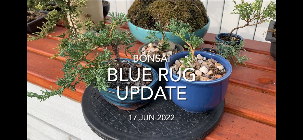 Blue Rug Juniper Update Jun 2022