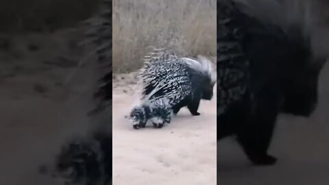 Porcupine♥️ Mommy 😍😍Takes Her Babies😘🥰 Out on an Adventure #19