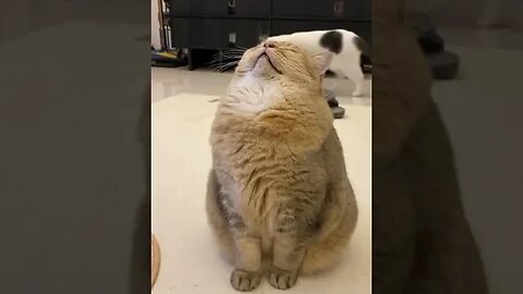 OMG How did you do that #shorts #funnycats #catsoftiktok #omg #cat #fyp