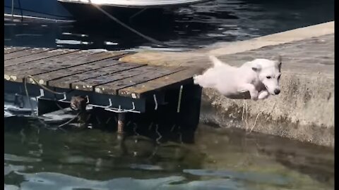 My dog loves swimming in the sea. It swims like a real swimmer - Dog Spotting