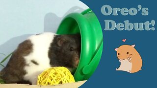 Hamster Greetings from Oreo! His Debut Video!