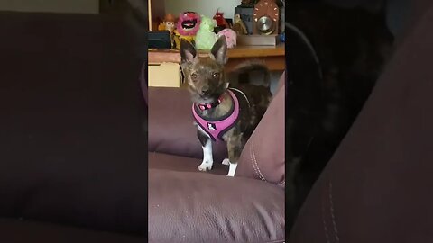 Puppy Dog Betty Girl Dressed In Pink. #betty #shorts