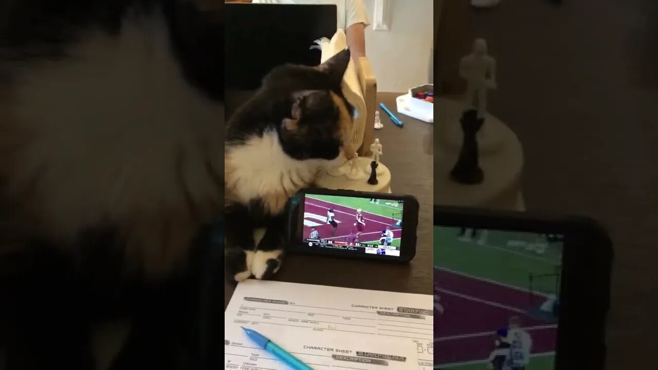 Radioactive Calico Crazy cat watches football #shorts #cat