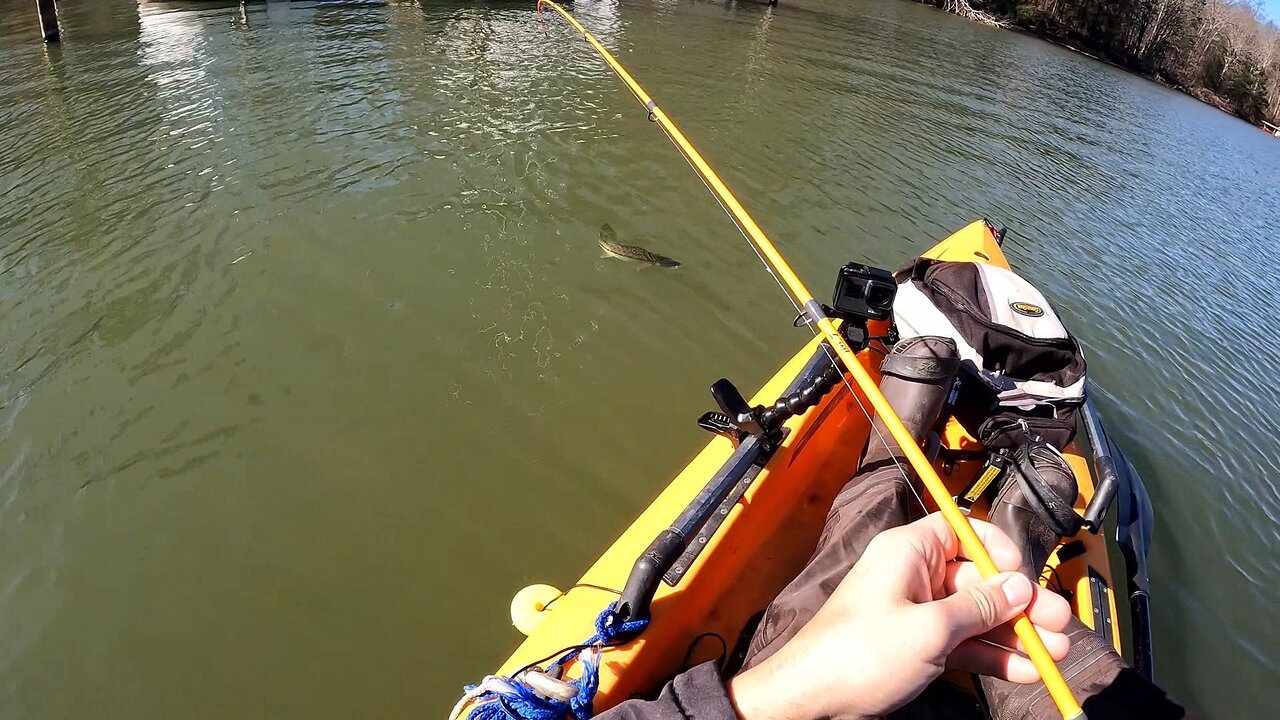 SPOTTED BASS SAVED THE DAY : TOUGH BITE!!!. I COULD NOT GET A HYBRID STRIPER TO SAVE MY LIFE.