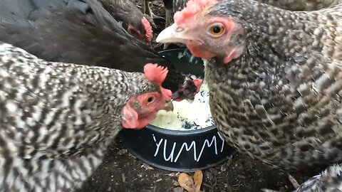 Chickens treated to pudding snack.